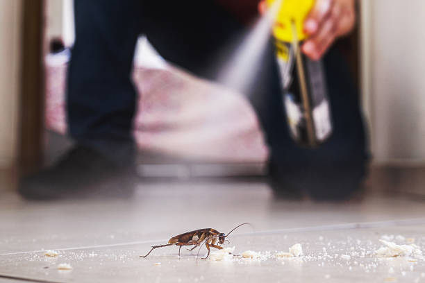 Best Flea Control Services  in Woodmont, CT