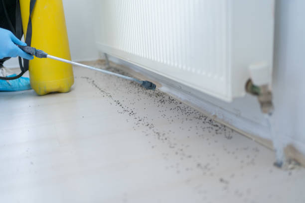 Best Pest Control for Homes  in Woodmont, CT
